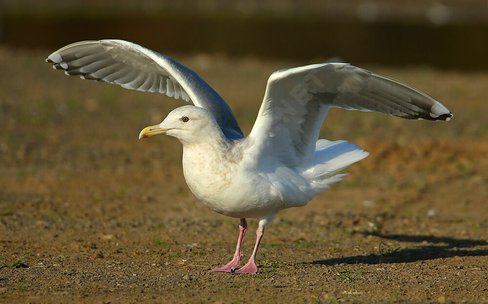 Iceland Gull (thayeri)adult post breeding