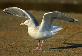 Iceland Gull (thayeri)