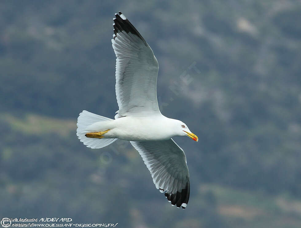 Yellow-legged Gulladult, pigmentation, Flight