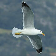 Yellow-legged Gull