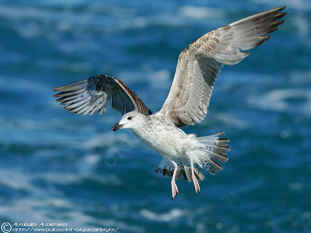 Yellow-legged Gull