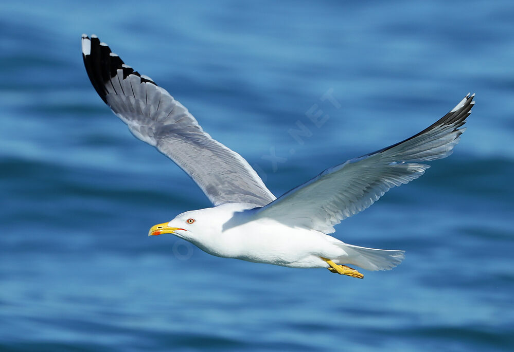 Yellow-legged Gulladult, Flight