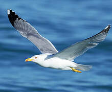 Yellow-legged Gull