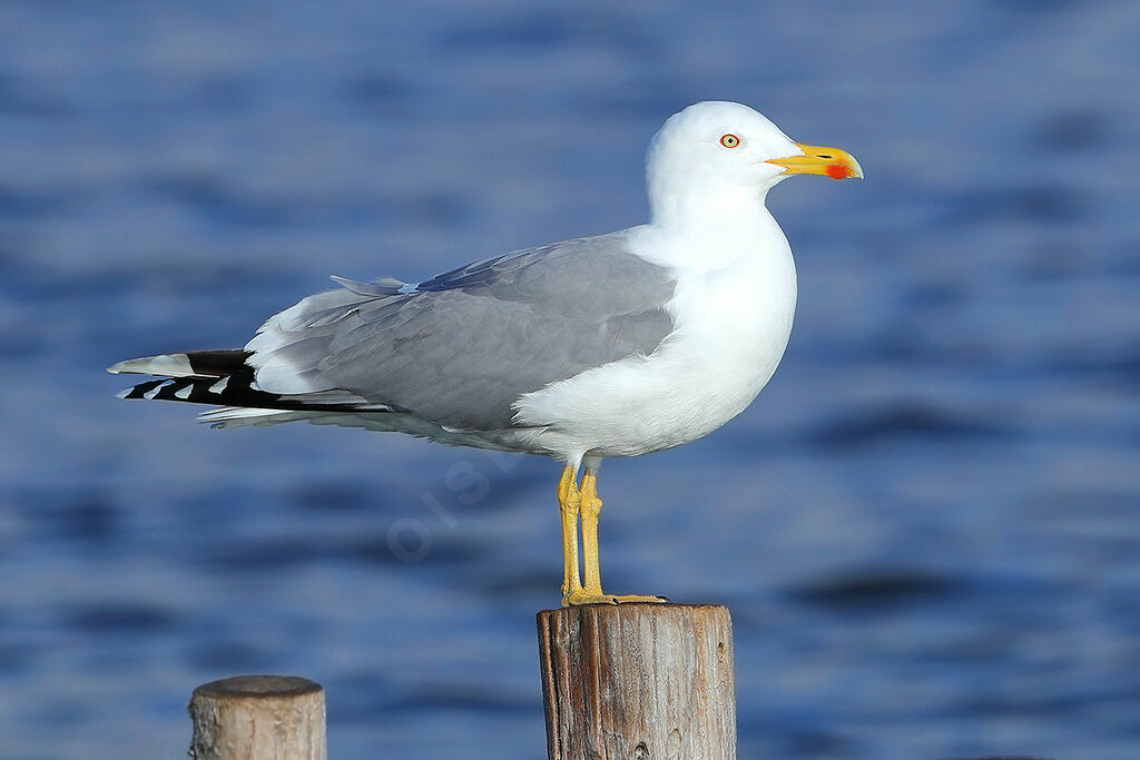 Yellow-legged Gulladult breeding, identification