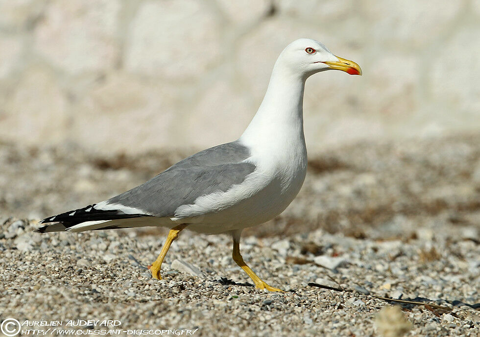 Yellow-legged Gull