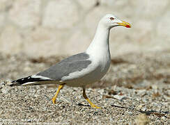 Yellow-legged Gull