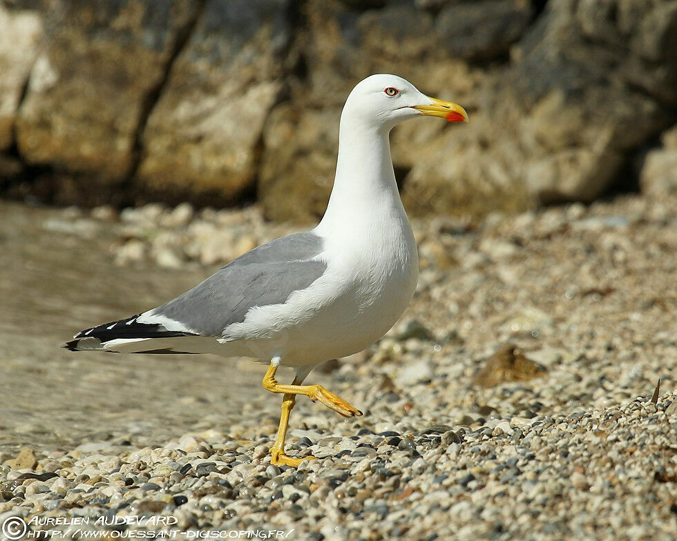 Goéland leucophée