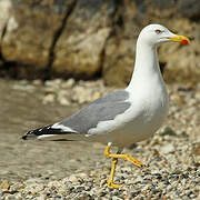 Yellow-legged Gull