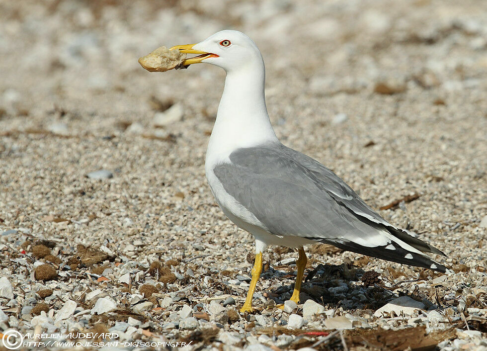 Goéland leucophée