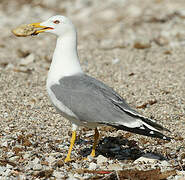 Yellow-legged Gull