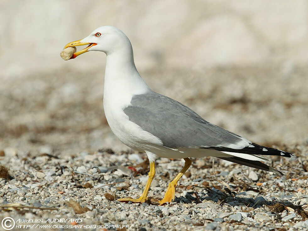 Yellow-legged Gull