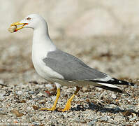 Yellow-legged Gull