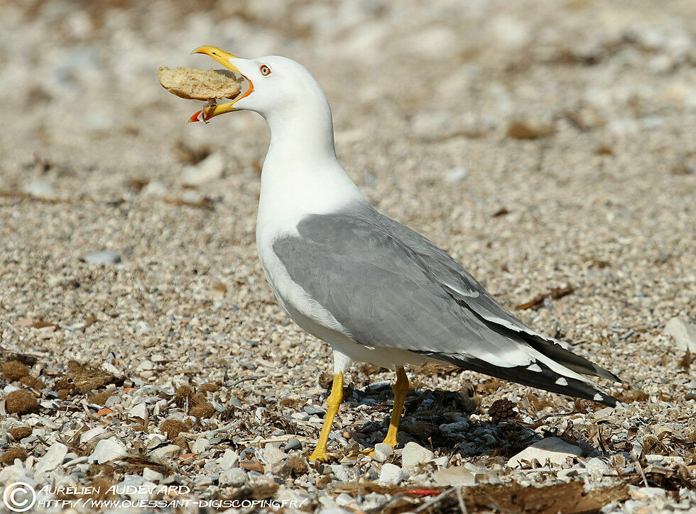 Goéland leucophée