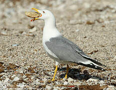 Yellow-legged Gull