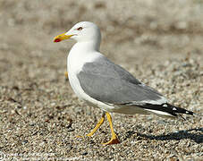 Yellow-legged Gull