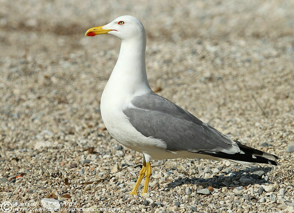 Goéland leucophée