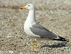 Yellow-legged Gull