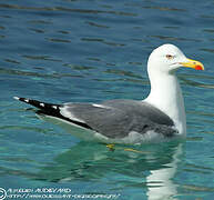 Yellow-legged Gull