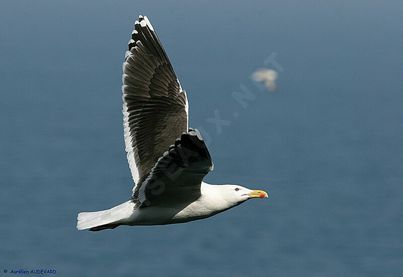 Great Black-backed Gull