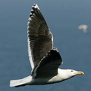 Great Black-backed Gull