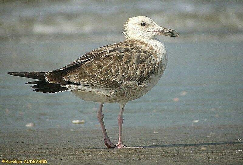 Caspian Gull