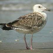 Caspian Gull