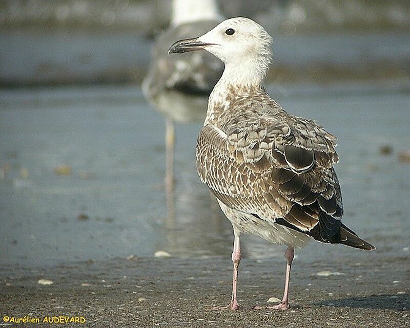 Caspian Gull