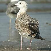 Caspian Gull