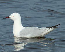 Slender-billed Gull