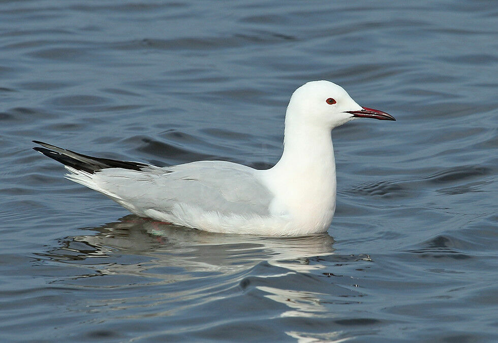 Slender-billed Gulladult breeding