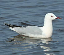 Slender-billed Gull