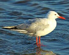 Slender-billed Gull