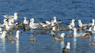 Slender-billed Gull