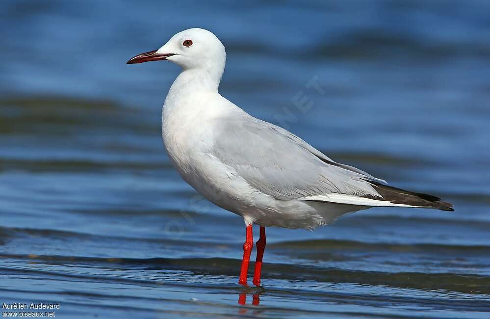 Slender-billed Gulladult breeding, identification