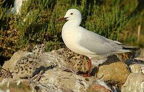 Slender-billed Gull