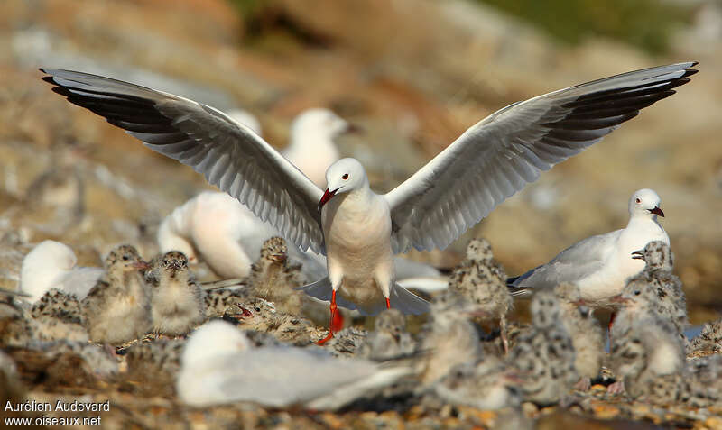 Slender-billed Gull, Reproduction-nesting