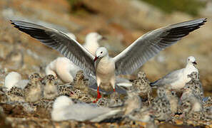 Slender-billed Gull