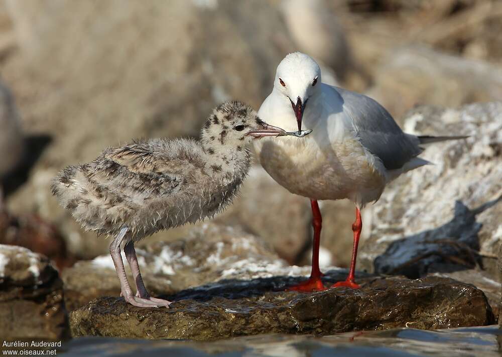 Slender-billed GullPoussin, identification, Reproduction-nesting