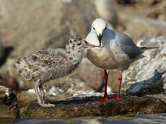 Slender-billed Gull