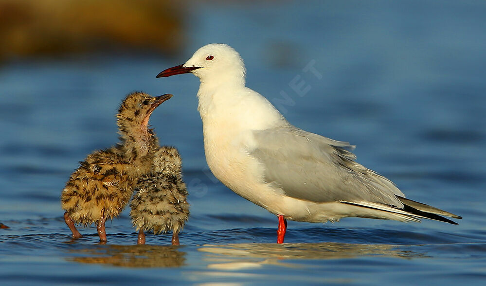 Slender-billed Gull, Reproduction-nesting