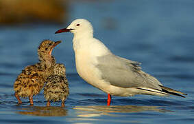 Slender-billed Gull