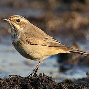 Bluethroat