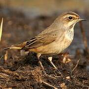 Bluethroat