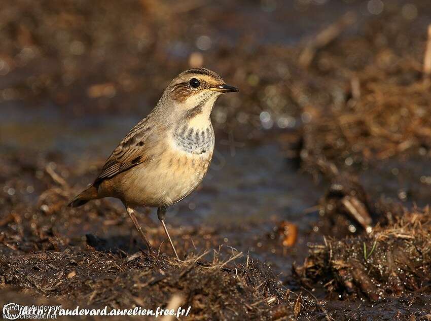 Bluethroat female, identification