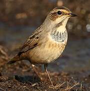 Bluethroat