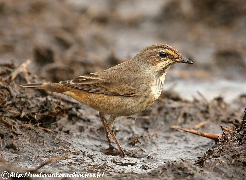 Bluethroat female First year, identification