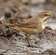 Bluethroat