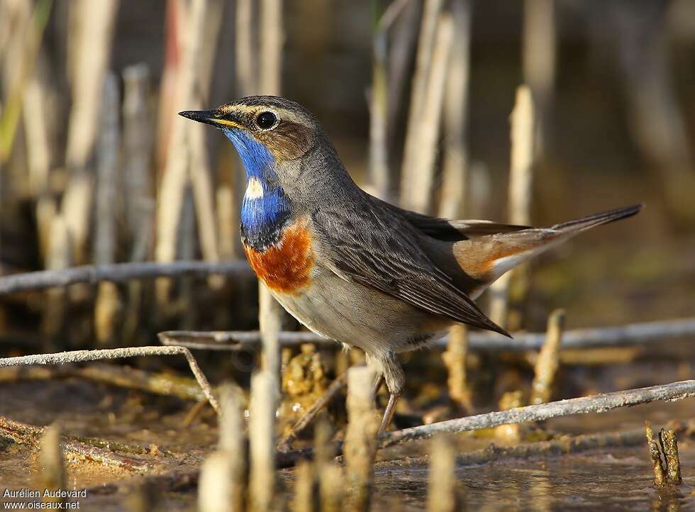 Gorgebleue à miroir mâle adulte nuptial, identification