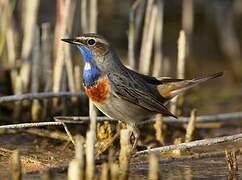 Bluethroat