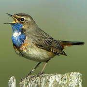 Bluethroat (cyanecula)